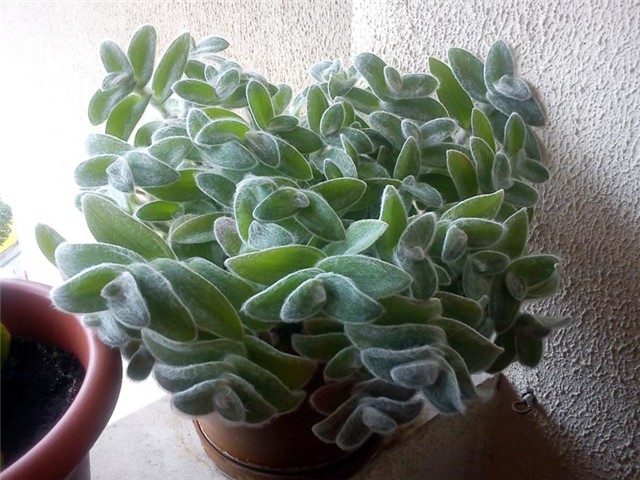TRADESCANTIA SILAMONTANA